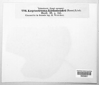 Ectostroma liriodendri image